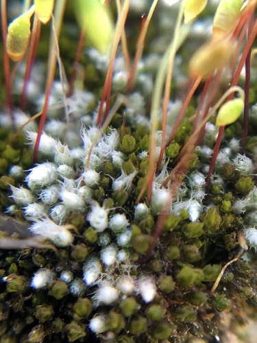 Silvery Bryum