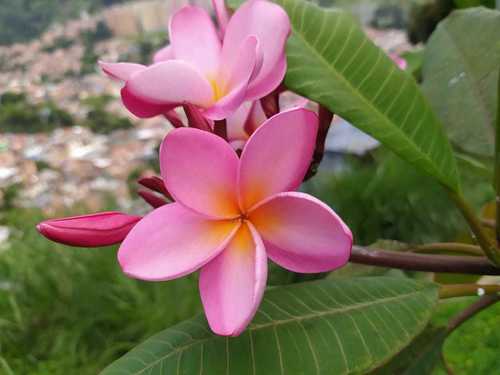 Mexican Plumeria