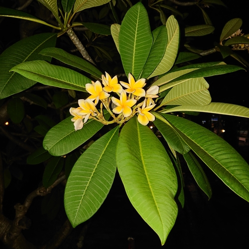 Mexican Plumeria