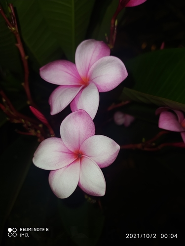 Mexican Plumeria