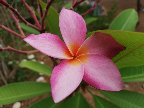 Mexican Plumeria