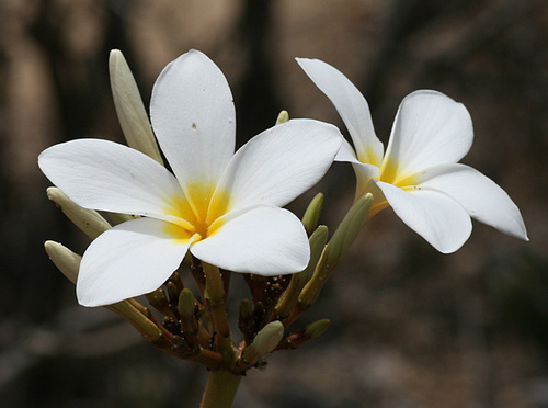 Mexican Plumeria