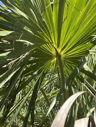 cabbage palmetto