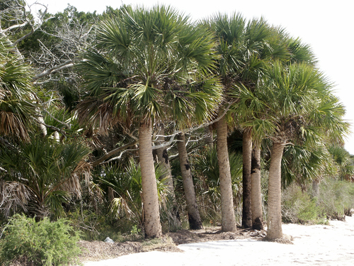 cabbage palmetto