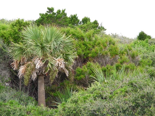 cabbage palmetto