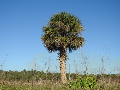 cabbage palmetto