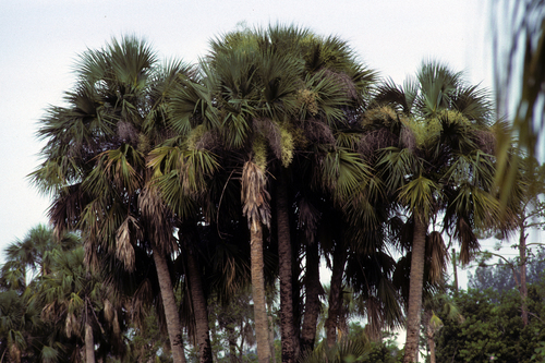 cabbage palmetto