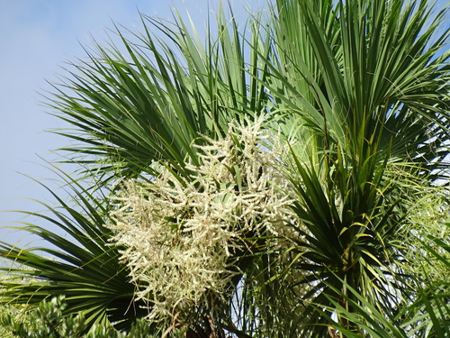 cabbage palmetto