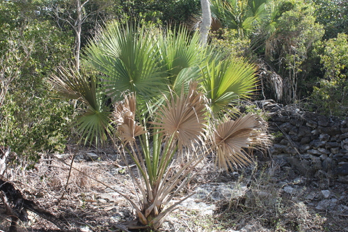 cabbage palmetto