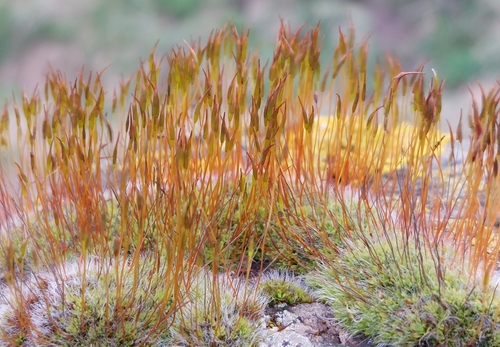 Wall Screw-moss
