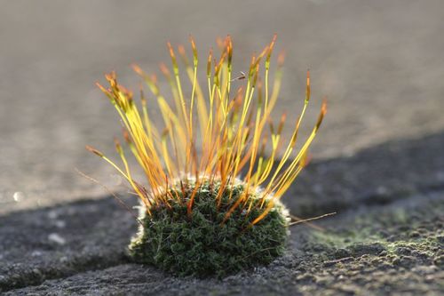 Wall Screw-moss