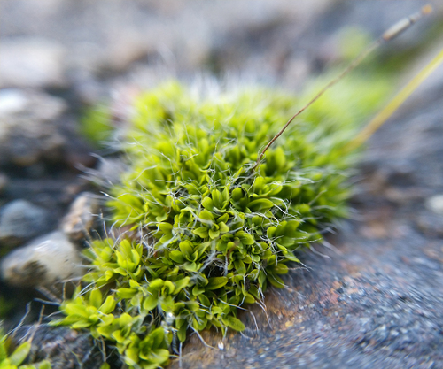 Wall Screw-moss