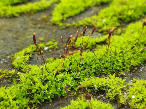 Wall Screw-moss