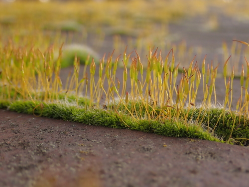 Wall Screw-moss