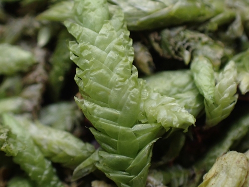 Waved Silk-moss