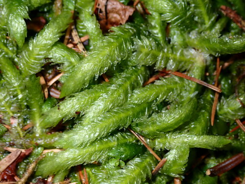 Waved Silk-moss