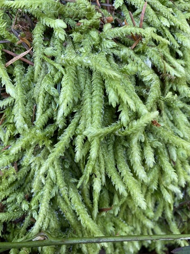 Waved Silk-moss