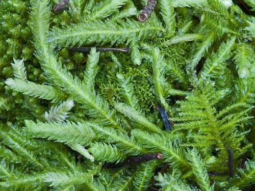 Waved Silk-moss
