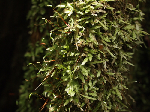 Waved Silk-moss