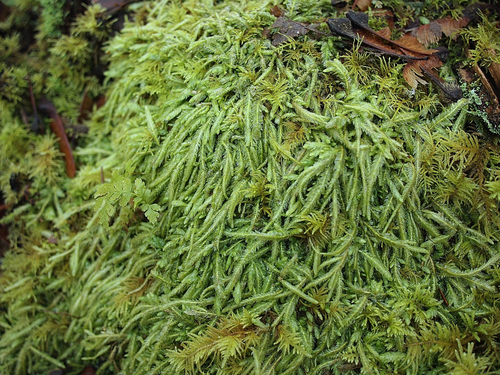 Waved Silk-moss