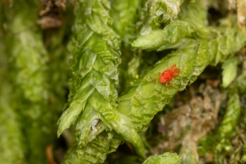 Waved Silk-moss