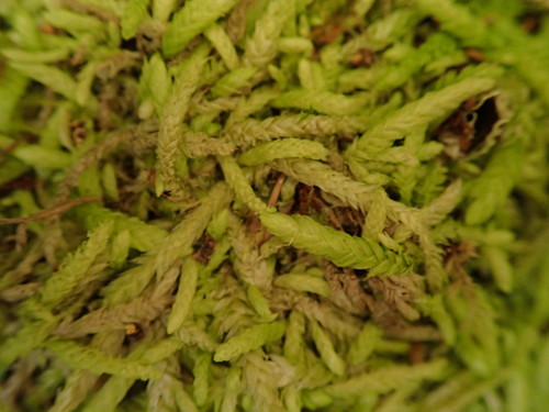 Waved Silk-moss