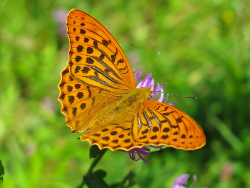 Silver-washed Fritillary