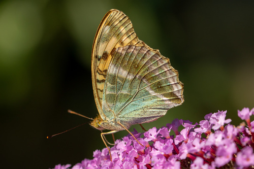 Silver-washed Fritillary