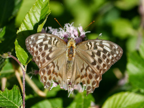 Silver-washed Fritillary