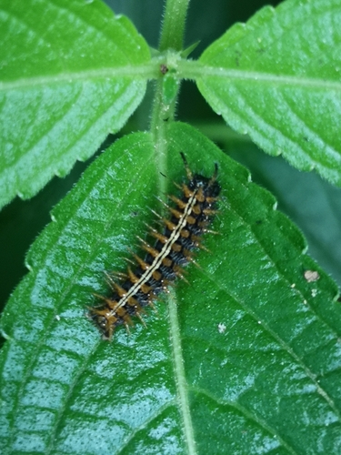 Silver-washed Fritillary