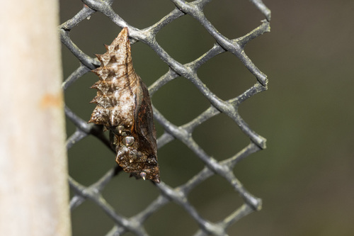 Silver-washed Fritillary