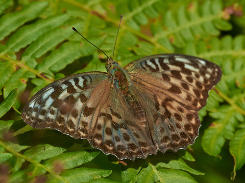Silver-washed Fritillary