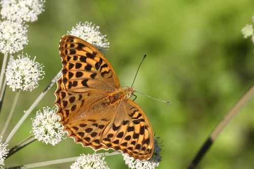 Silver-washed Fritillary