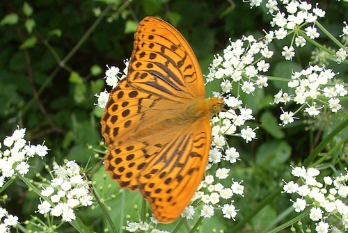 Silver-washed Fritillary