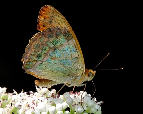 Silver-washed Fritillary