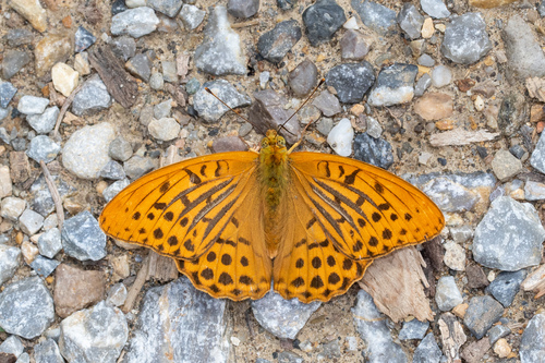 Silver-washed Fritillary