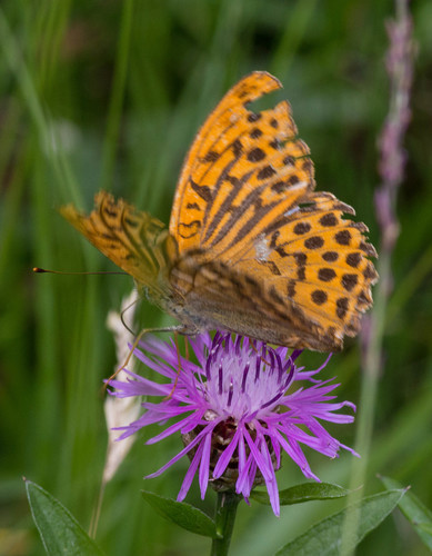 Silver-washed Fritillary
