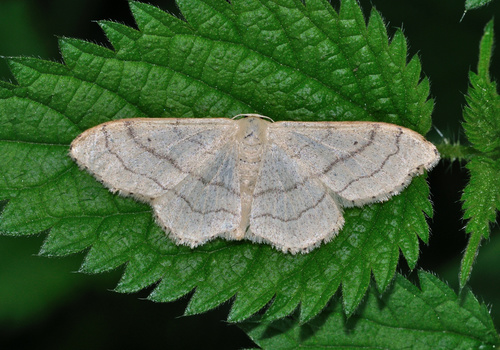 Riband Wave