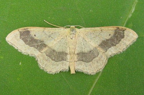 Riband Wave