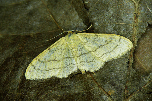 Riband Wave