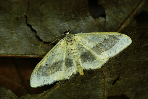 Riband Wave