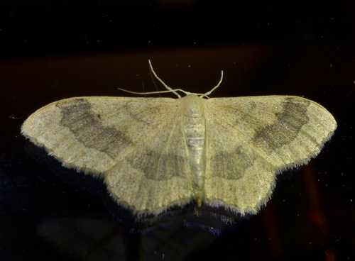 Riband Wave
