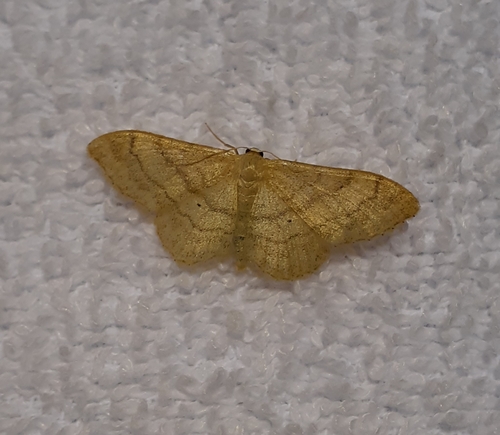 Riband Wave