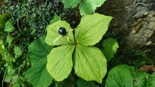Herb Paris