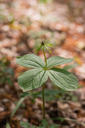Herb Paris