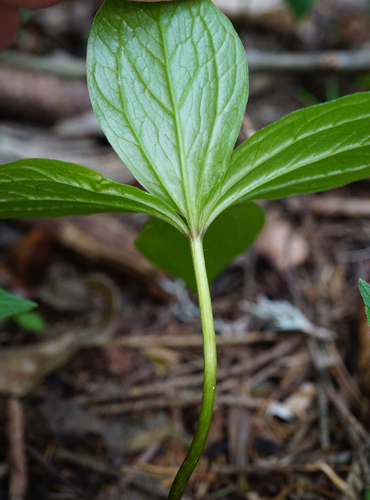 Herb Paris