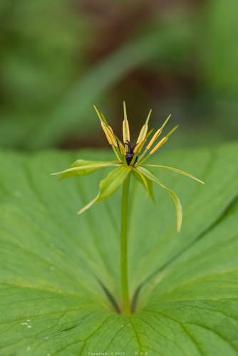 Herb Paris
