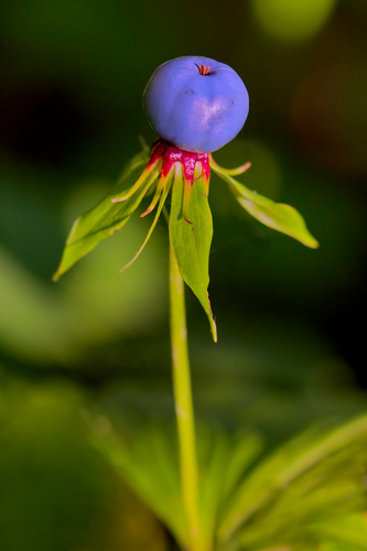Herb Paris