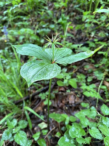 Herb Paris