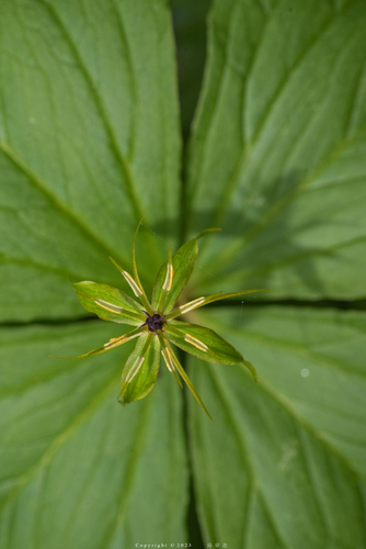 Herb Paris